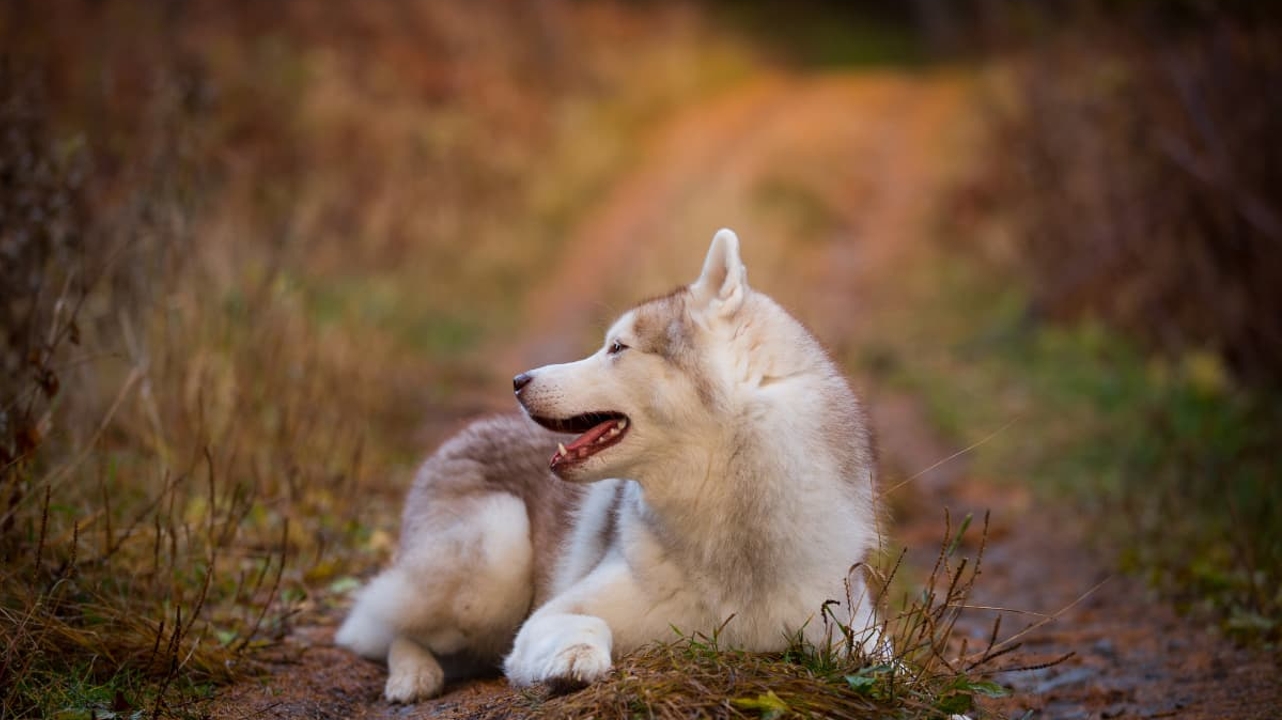 Méthode Canis Verba