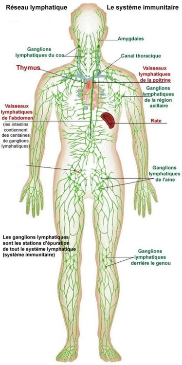 Schéma explicatif du système lymphatique