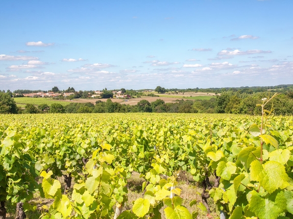 Vignes de Vallet en Loire-Atlantique