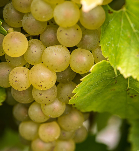 Grappes de Melon de Bourgogne en gros plan