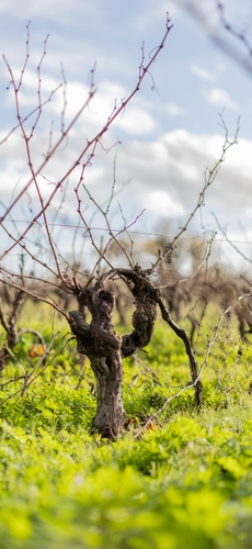 Vignes du terroir granitique du vignoble nantais