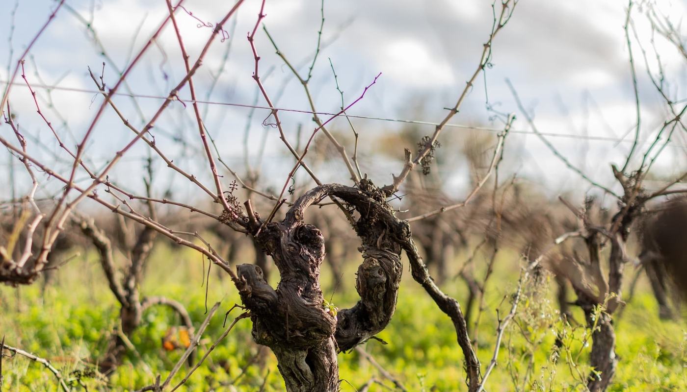 Vieux ceps de vigne du Domaine de la Grenaudière