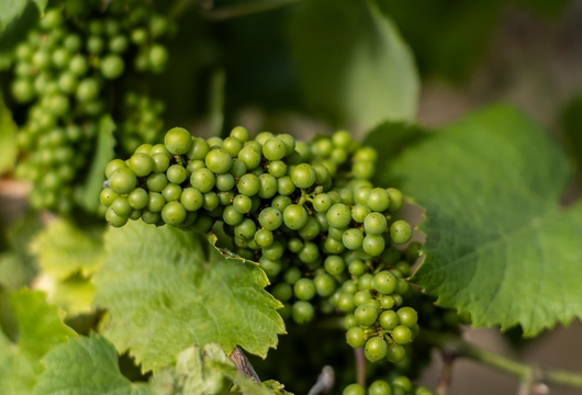 Grappes de Melon de Bourgogne dans les vignes du domaine