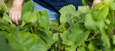 Travail manuel dans les vignes du domaine