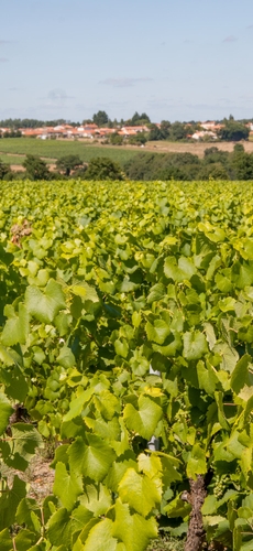 Rangs de vigne du Domaine de la Grenaudière