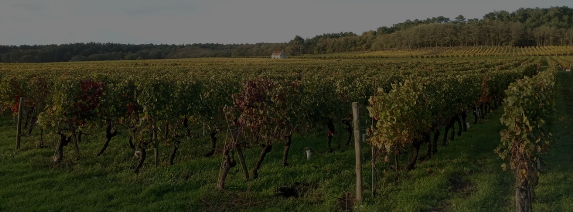 Rangs de vignes du domaine Cognard à l'automne