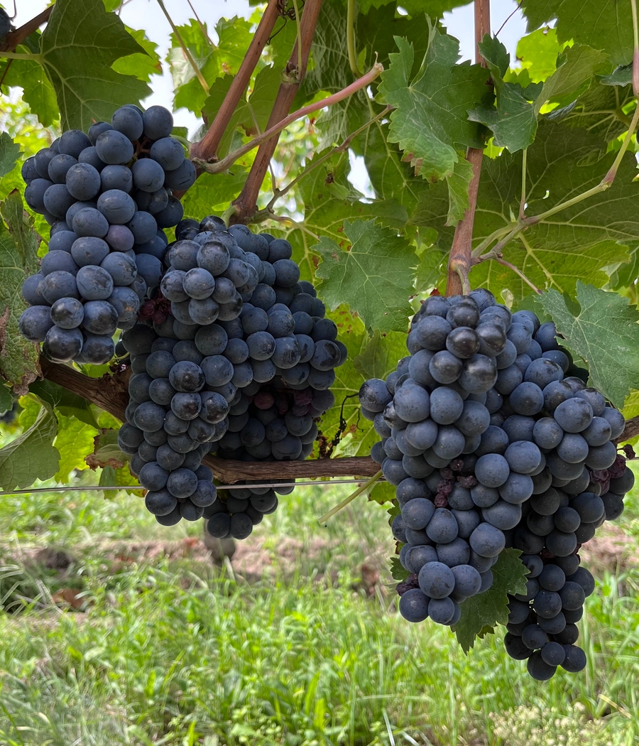 Grappes de Cabernet Franc sur la vigne