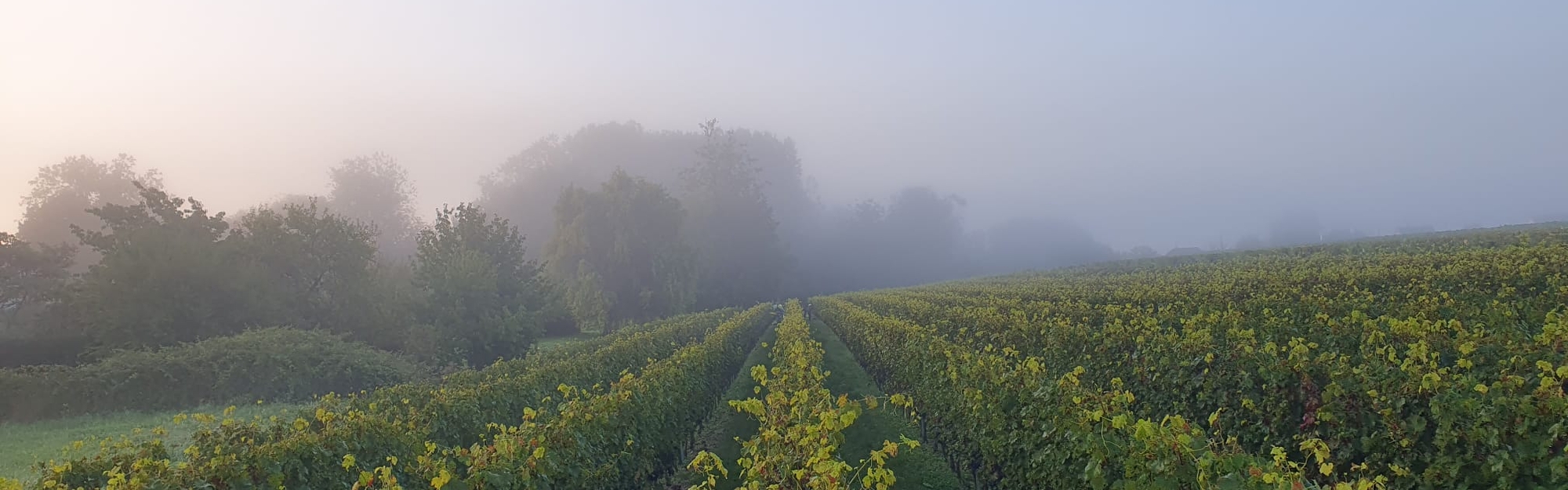 Vignes de la famille Cognard dans la brume