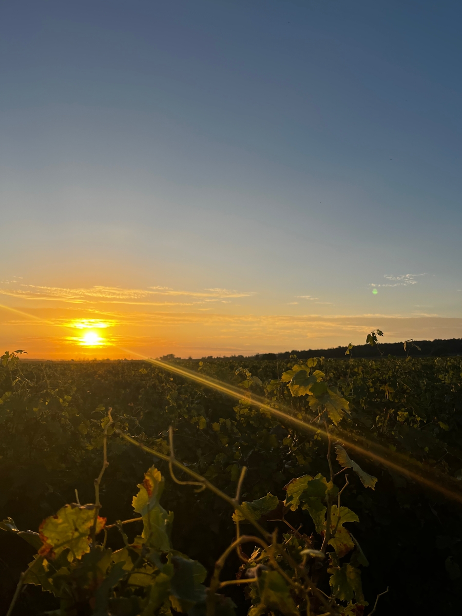 Coucher de soleil sur les rangs de vigne du domaine Cognard