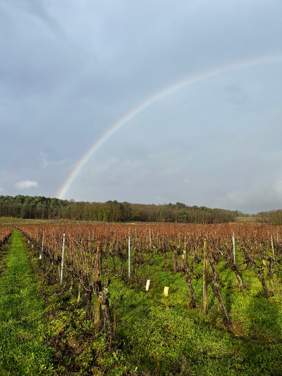 Arc-en-ciel au-dessus du vignoble de la famille Cognard