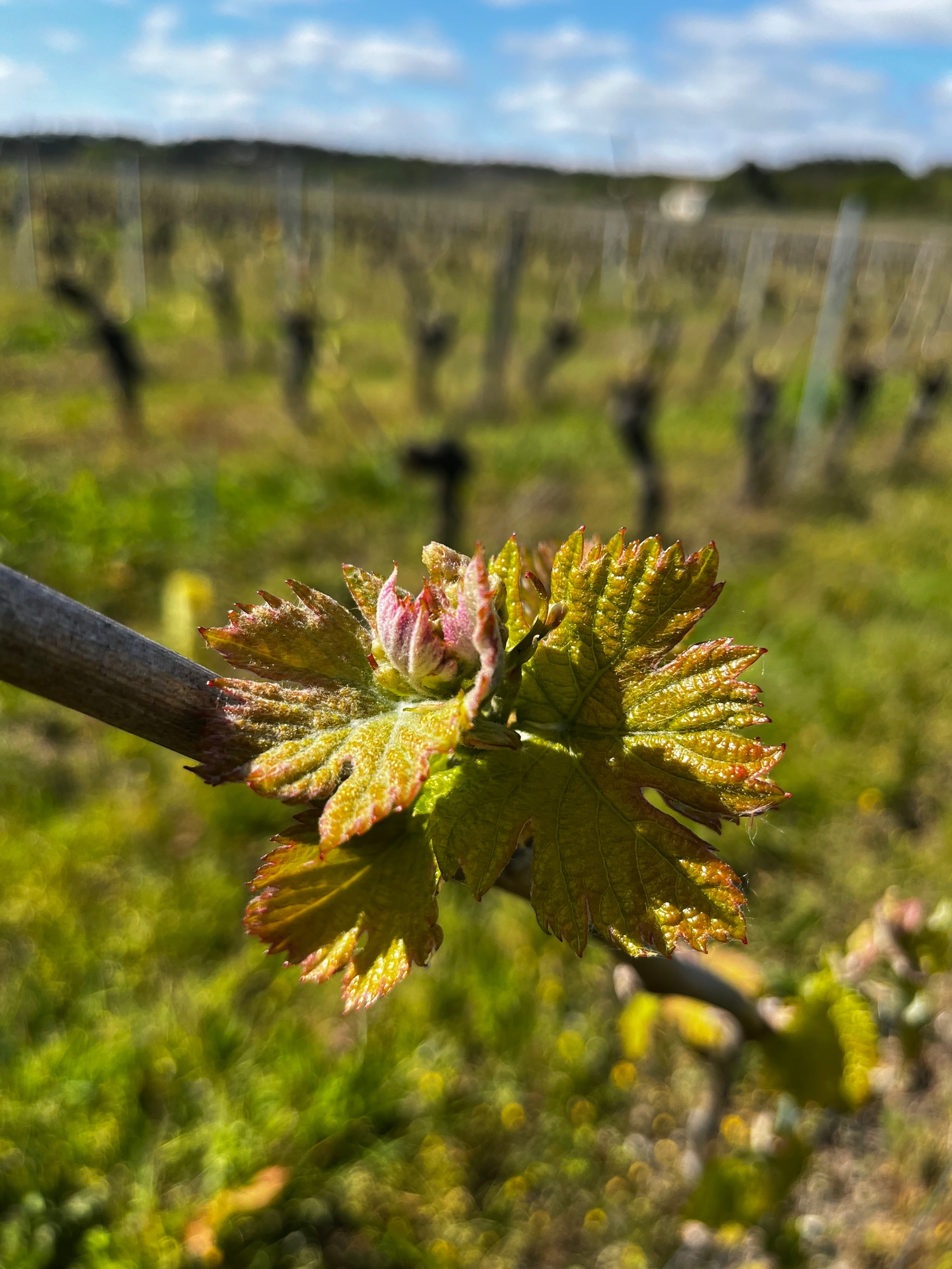 Jeune pousse de vigne au printemps dans le vignoble de la famille Cognard