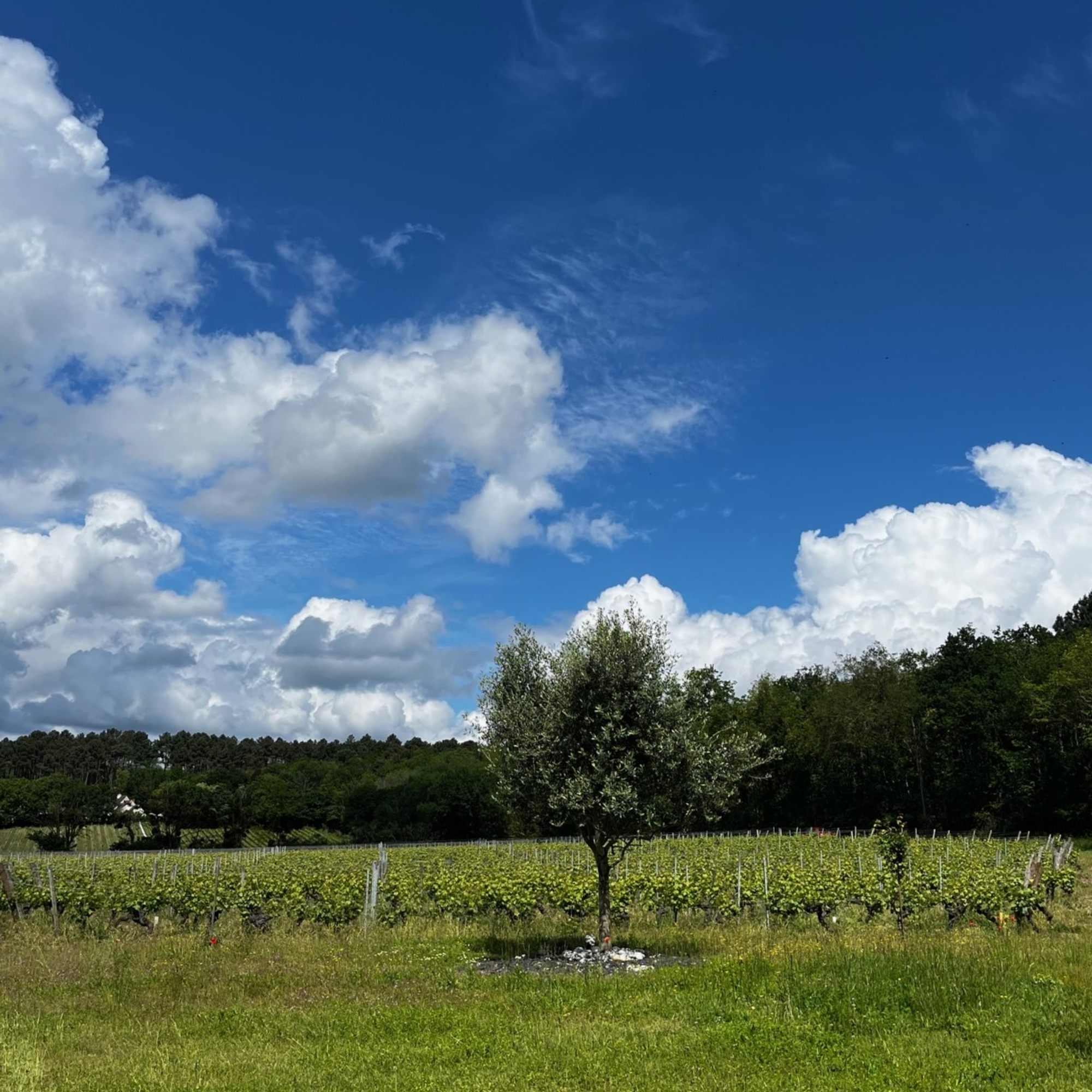 Olivier au milieu du vignoble de la famille Cognard sous un ciel bleu