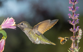 Colibri qui butine