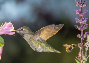Colibri qui butine