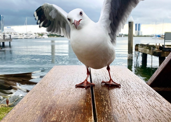 Mouette dans un port