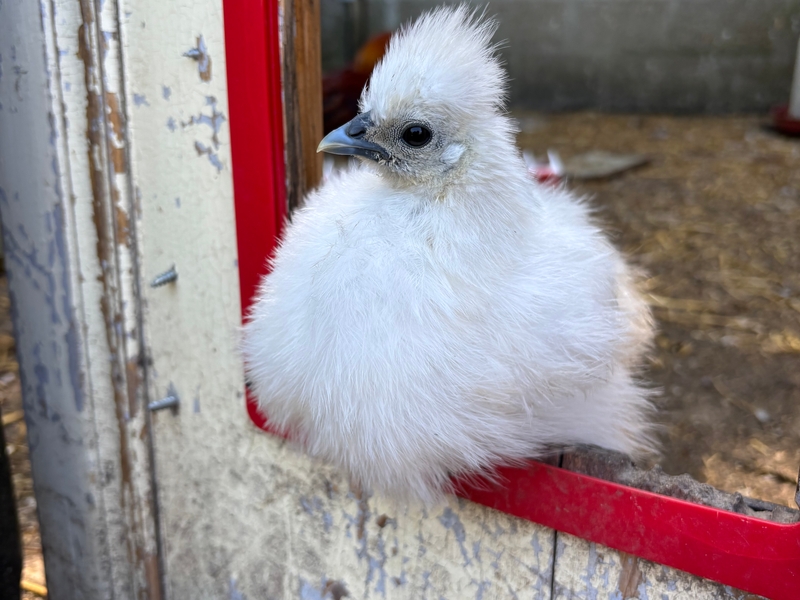 Poule de la mini-ferme du domaine