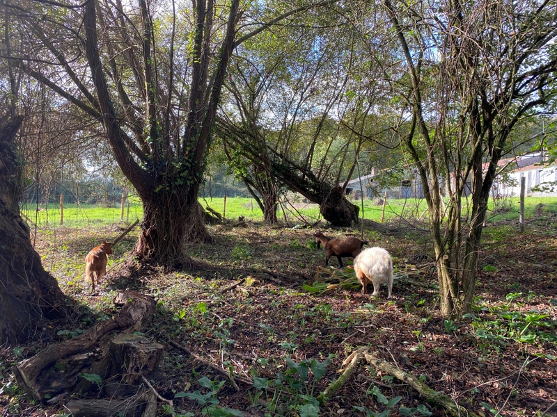 Mini-ferme du domaine