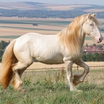 Narkos, animal de la ferme du camping du village de florine