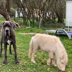 Chien à côté d'un ane dans un camping