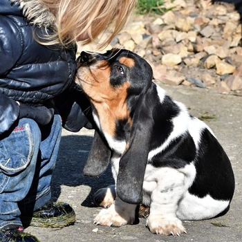 Chien qui se fait carresser dans un camping