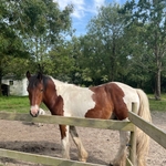 Maïko, animal de la ferme du camping du village de florine