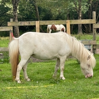 Animaux de la mini ferme du camping