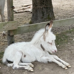 Narkos, animal de la ferme du camping du village de florine