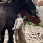 Gaston, animal de la ferme du camping du village de florine