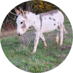 Izis, animal de la ferme du camping du village de florine