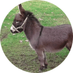 Joker, animal de la ferme du camping du village de florine