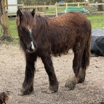 Narkos, animal de la ferme du camping du village de florine