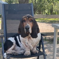 2 chiens sur une plage qui regardent la mer