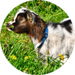 Pépette, animal de la ferme du camping du village de florine