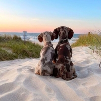2 chiens sur une plage qui regardent la mer