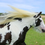 Narkos, animal de la ferme du camping du village de florine
