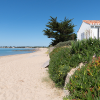 Plage pour les balades des chiens