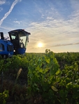 vendange 2025 muscadet domaine de la grenaudiere