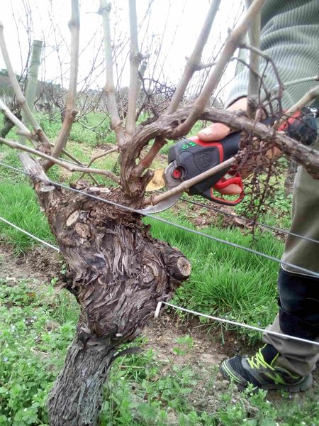 Taille des vignes