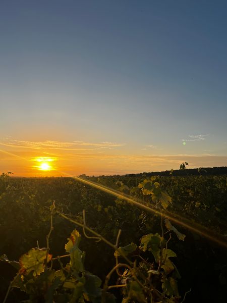 Vineyard of the Maison Cognard
