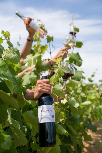 Chateau Clamens, vignes dans l'AOP Fronton