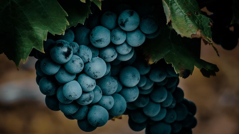 Un domaine viticole familial