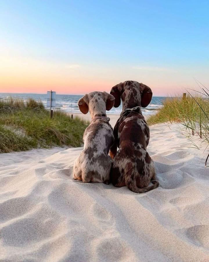 camping dog friendly en Vendée