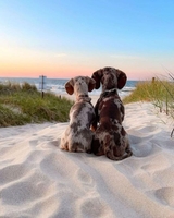 camping dog friendly en Vendée