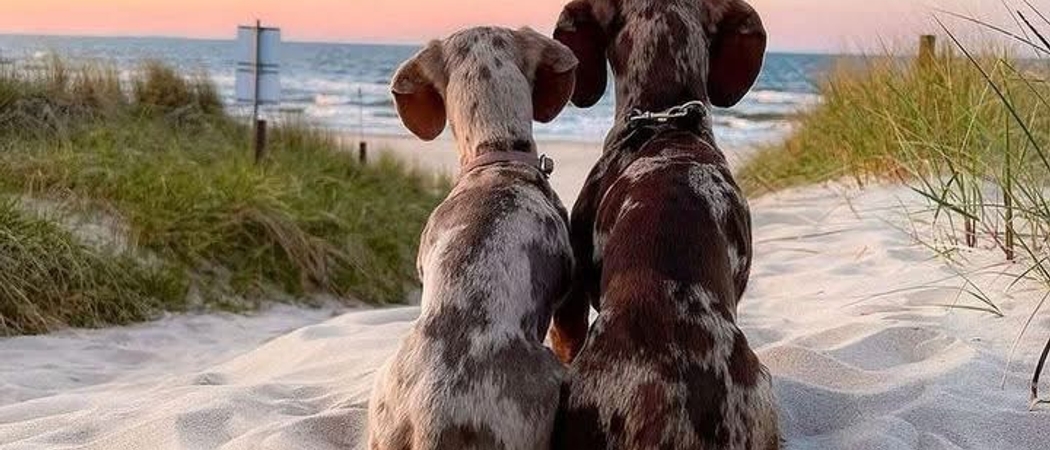 Camping qui accepte les chiens en Vendée, la vendée avec chien