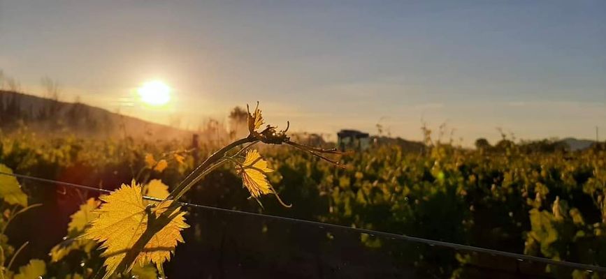 Vigne devant un couché de soleil