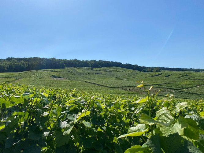 Vue sur des champs de vignes