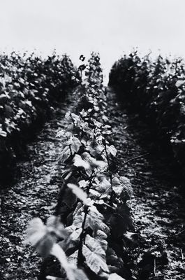 Image de vigne